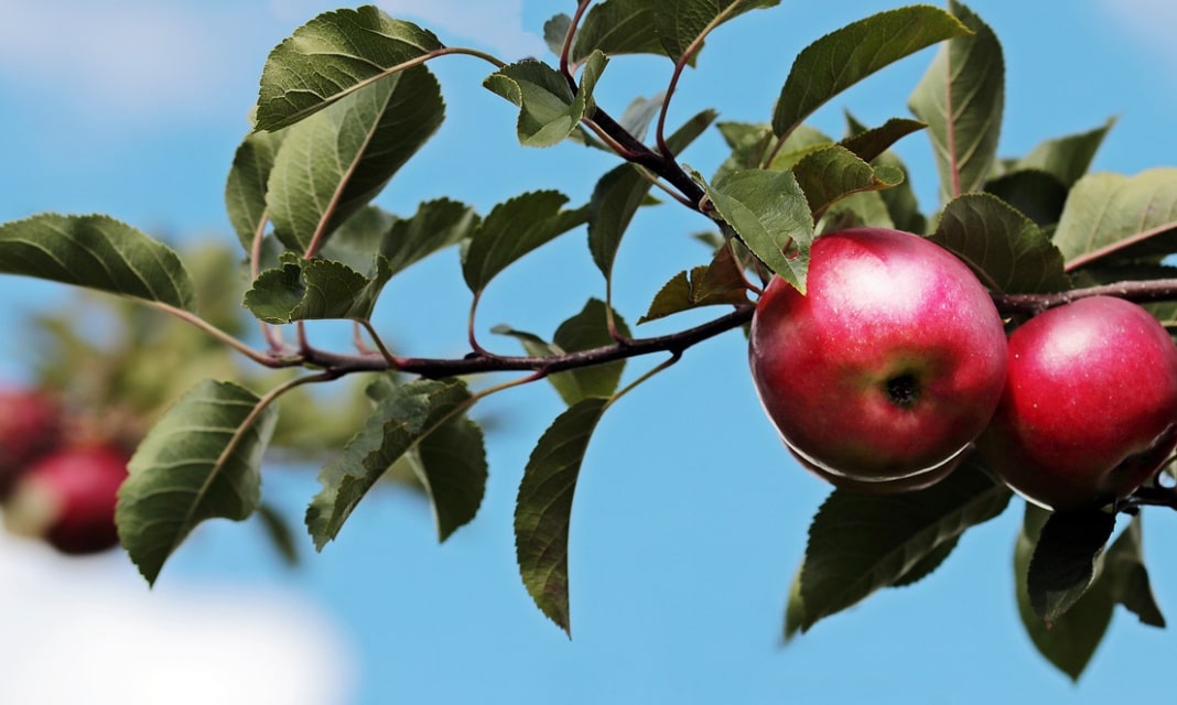 Od czego pochodzi nazwa kwiat jabłoni?